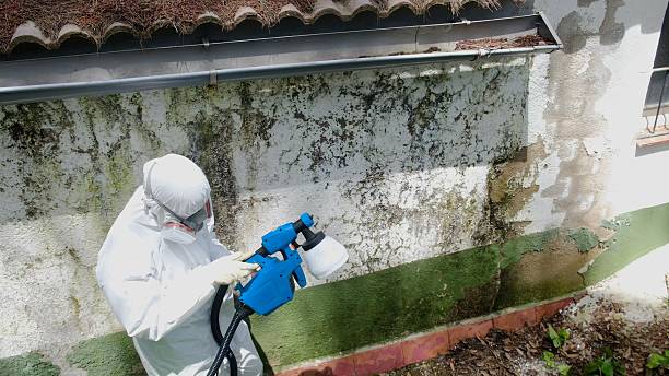 Top rated local Mold Testing specialists in Harbor Springs, MI
